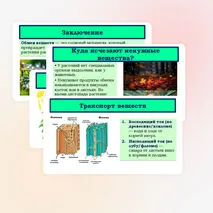 Презентация «Обмен веществ у растений» 6 класс