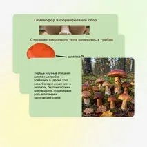 Презентация 