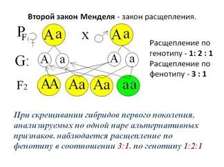 https://fsd.multiurok.ru/html/2021/05/23/s_60aa55d35cb0e/1693626_2.jpeg