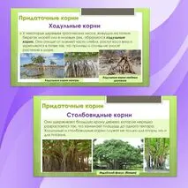 Комплект материалов для урока биологии 