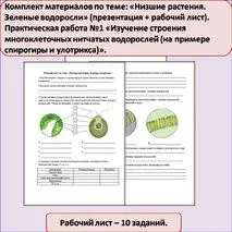 Комплект материалов по теме: «Низшие растения. Зеленые водоросли» (презентация + рабочий лист). Практическая работа №1 «Изучение строения многоклеточных нитчатых водорослей (на примере спирогиры и улотрикса)».