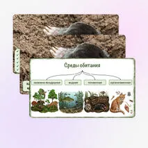 Презентация «Среды обитания организмов», 5 класс
