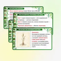 Презентация 