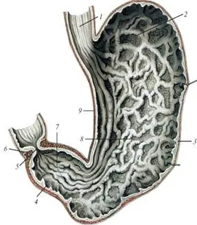 http://vmede.org/sait/content/Anatomija_sapin_2/1_files/mb4_057.jpeg