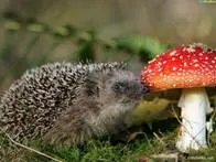 hedgehog03.jpg