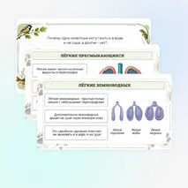 Презентация по биологии «Дыхание животных»