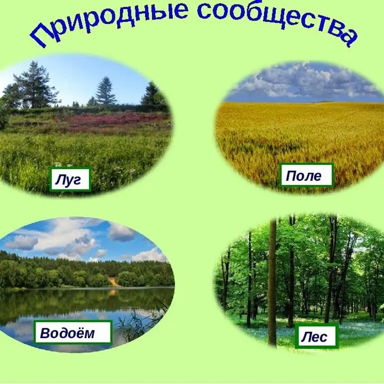 Рабочий лист по окружающему миру 