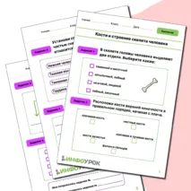 Кости и строение скелета человека.