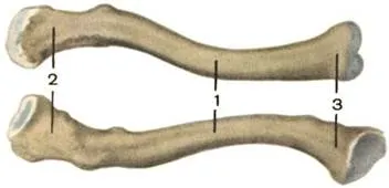 Ключица, правая (вид спереди, снизу): 1 — тело ключицы (corpus claviculae); 2 — акромиальный конец (extremitas acromialis); 3 — грудинный конец (extremitas sternalis) [1989 Липченко В Я Самусев Р П - Атлас нормальной анатомии человека]
