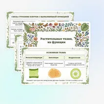 Презентация по биологии «Растительные ткани, их функции»