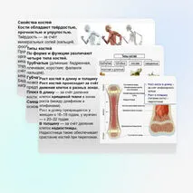 Презентация Опорно-двигательная система. Состав, строение и рост костей