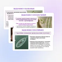 Презентация по биологии «Выделение у животных» для 8 класса