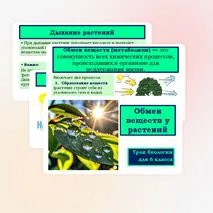 Презентация «Обмен веществ у растений» 6 класс