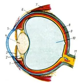 https://studfile.net/html/2706/419/html_gWBycUvdCX.R29r/img-knGNrH.jpg