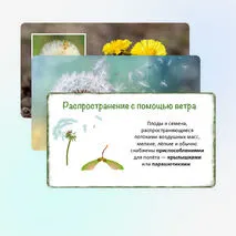 Презентация «Распространение плодов и семян в природе», 6 класс