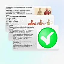 Презентация Опорно-двигательная система. Состав, строение и рост костей