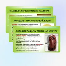 Презентация «Строение семян»