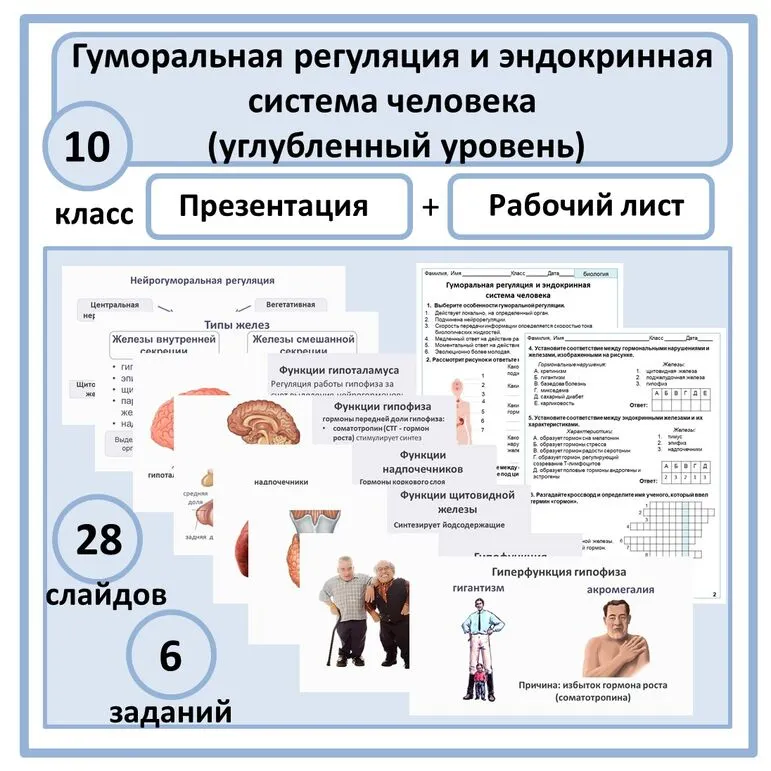 Комплект (презентация + рабочий лист) «Гуморальная регуляция и эндокринная система человека» 10 класс (углубленный уровень)