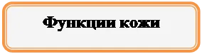 Прямоугольник: скругленные углы: Функции кожи