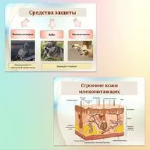 Комплект к уроку биологии 