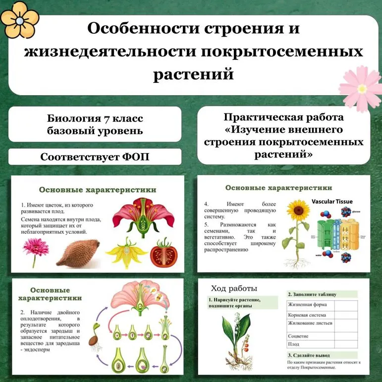 Презентация «Особенности строения и жизнедеятельности покрытосеменных растений». Практическая работа «Изучение внешнего строения покрытосеменных растений».
