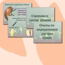 Презентация «Строение и состав семян». Биология 6 класс