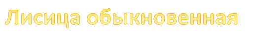 Лисица обыкновенная
Белка обыкновенная 
