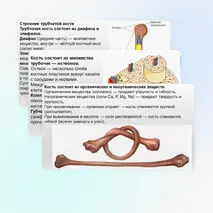 Презентация Опорно-двигательная система. Состав, строение и рост костей