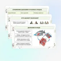 Презентация по биологии «Дыхание животных»
