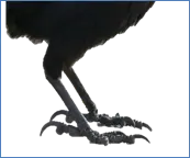 Picture background