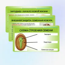 Презентация «Строение семян»