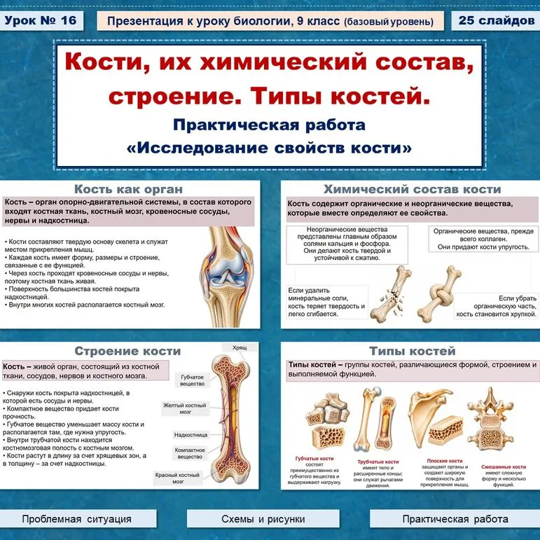 Презентация по биологии (9 класс) 