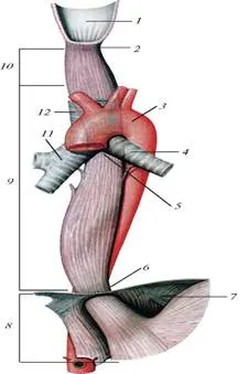http://vmede.org/sait/content/Anatomija_sapin_2/1_files/mb4_052.jpeg