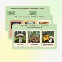 Презентация 