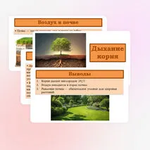 Презентация «Дыхание корня» 6 класс