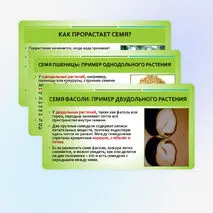 Презентация «Строение семян»