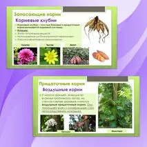 Комплект материалов для урока биологии 