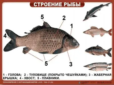 https://docs.google.com/viewer?url=http%3A%2F%2Fnsportal.ru%2Fsites%2Fdefault%2Ffiles%2F2014%2F05%2F18%2Ftablitsy_po_okr._miru.ppt&docid=705950a2970a114588092457583edfff&a=bi&pagenumber=14&w=524