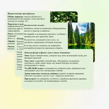 Презентация «Безопасность в природной среде: тактика действий». ОБЗР, 11 класс