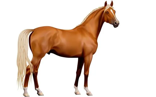 http://hdwallpapersrocks.com/wp-content/uploads/2013/12/Most-beautiful-horse-animal-image.jpg