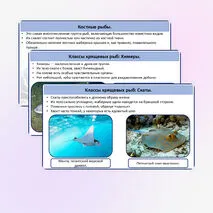 Хрящевые и костные рыбы.