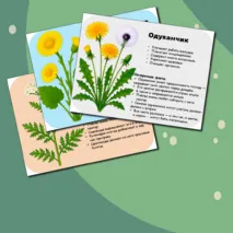 Презентация «Лекарственные растения»