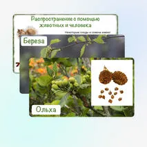Презентация «Распространение плодов и семян в природе», 6 класс