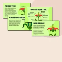 Презентация по биологии на тему:«Строение цветка»