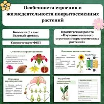 Презентация «Особенности строения и жизнедеятельности покрытосеменных растений». Практическая работа «Изучение внешнего строения покрытосеменных растений».