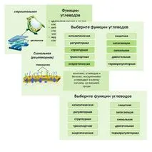 Презентация по биологии 