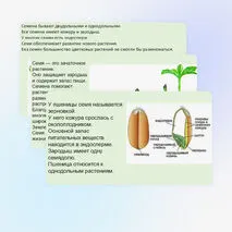Презентация «Строение семян»