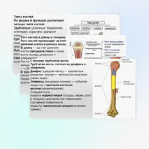 Презентация Опорно-двигательная система. Состав, строение и рост костей