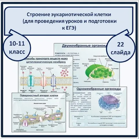 Презентация на тему 