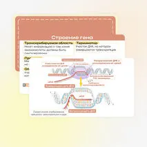 Презентация «Реакции матричного синтеза. Биосинтез белка»
